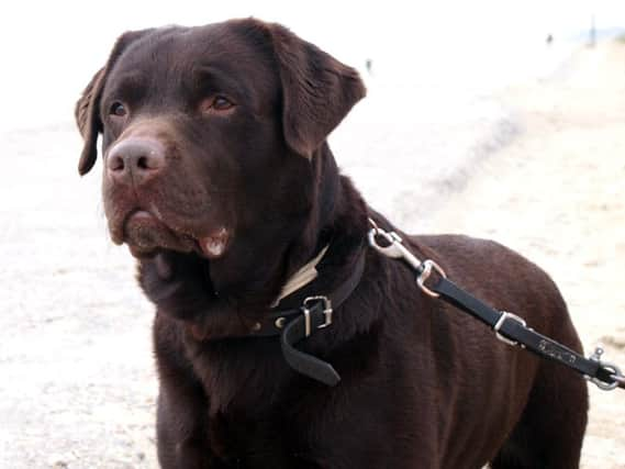 A chocolate Labrador similar to this one named Trigger shot its owner in the foot. Picture: Wiki Commons