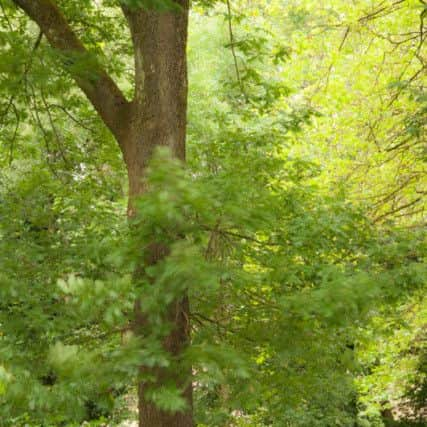 The Suffragette Oak.