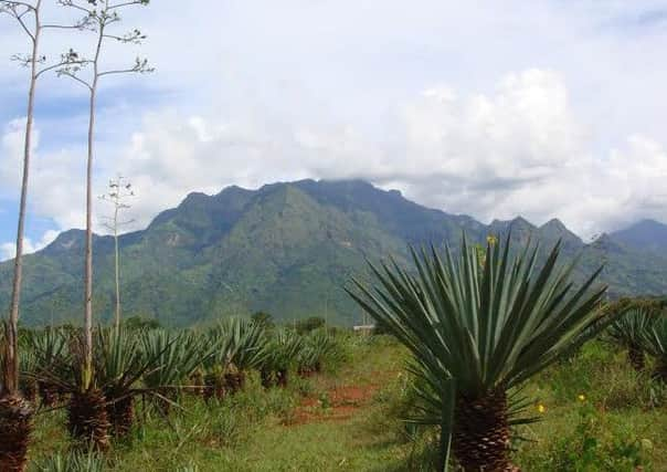 A sisal field in Tanzania