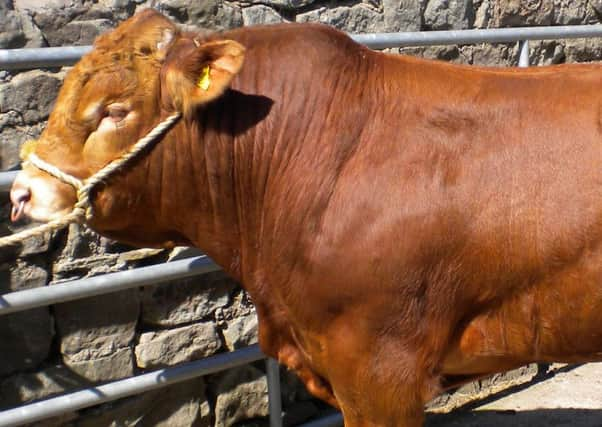 You'd need a strong stomach (and arms) to be a bull head catcher