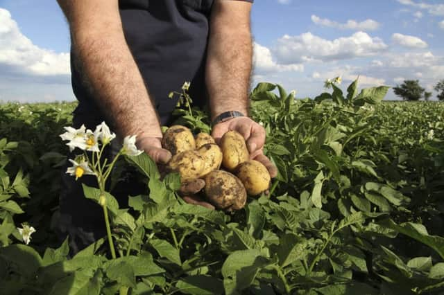 Aerial photography is helping scientists better understand the crop in the field, rather than only when it is harvested