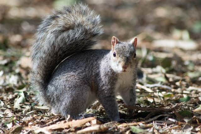 Grey squirrel.