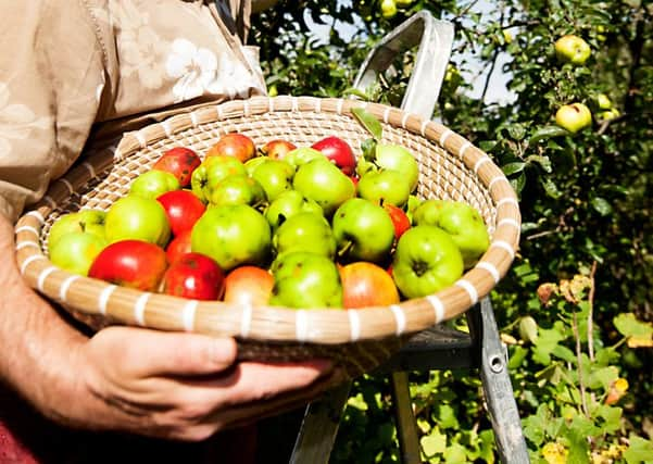 Heineken uses 30% of all the apples grown in the UK