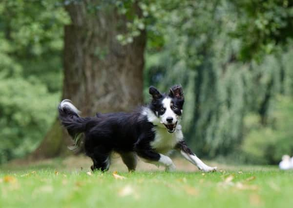 Four working sheepdogs have been stolen.