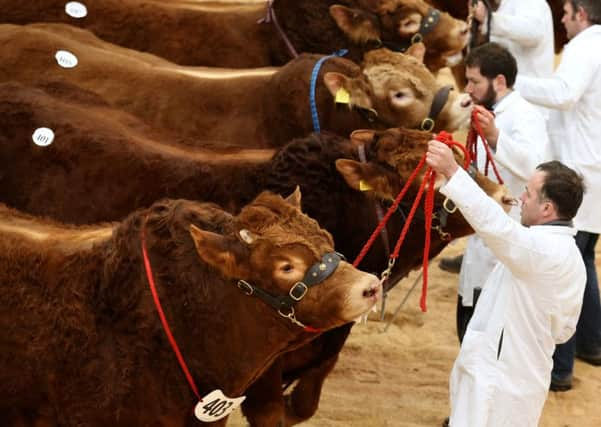 Limousin bulls went under the hammer at the Stirling sales. Picture: Andrew Milligan/PA Wire