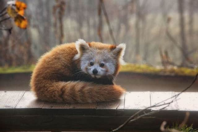 Funding boost for Edinburgh Zoo red panda enclosure