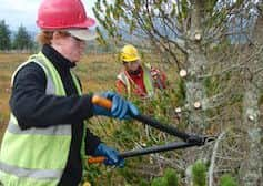 Removing non-native species from the forest