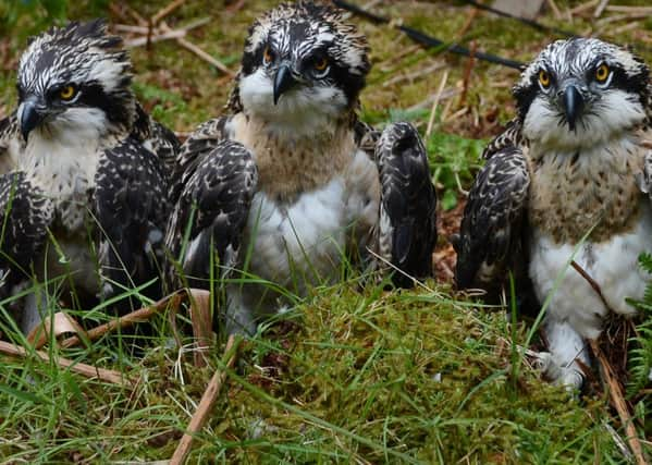 Birds in Scotland require more protection. Picture: Neil Hanna