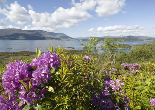 The invasive rhododendron ponticum. Picture: NTS