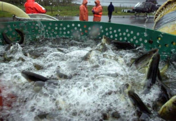 Marine Harvest fish farm