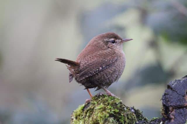 The wren and American robin have adapted well but the white-throated sparrow has struggled. Picture: Hemedia