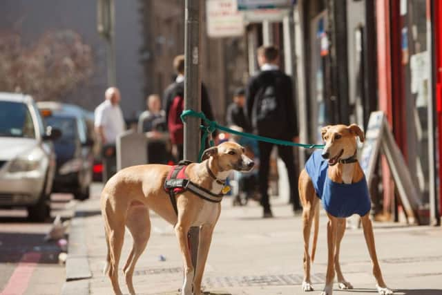 The citys going to the dogs. Picture: Toby Williams