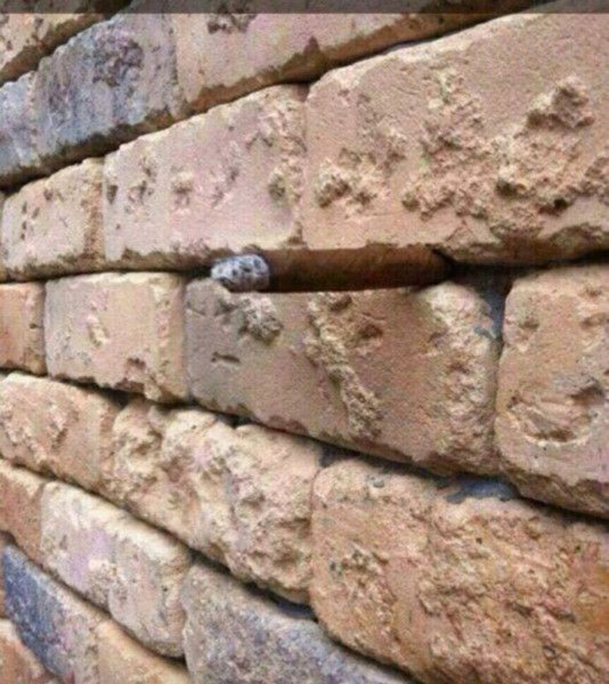 This Cafe Wall optical illusion will have you wondering why you