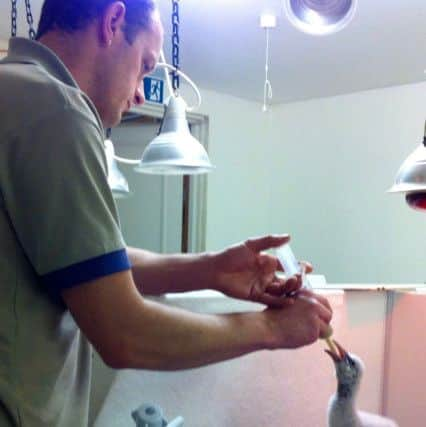 A flamingo chick is fed by a conservationist. Picture: Contributed