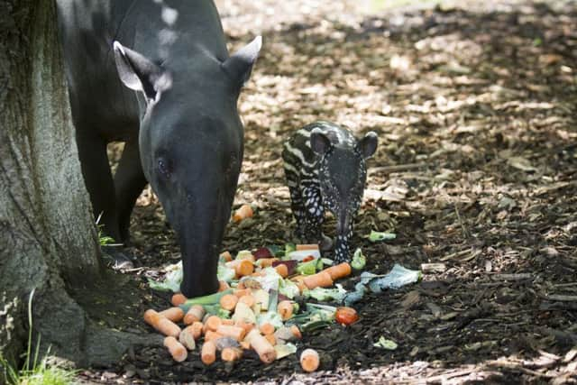 Dinner time! Picture: Edinburgh Zoo