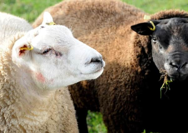 Vets are being encouraged to set up 'health clubs' for flocks. Picture: Lisa Ferguson