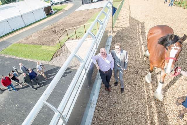 All livestock will be using the flyover, not just cows. Picture: Wullie Marr