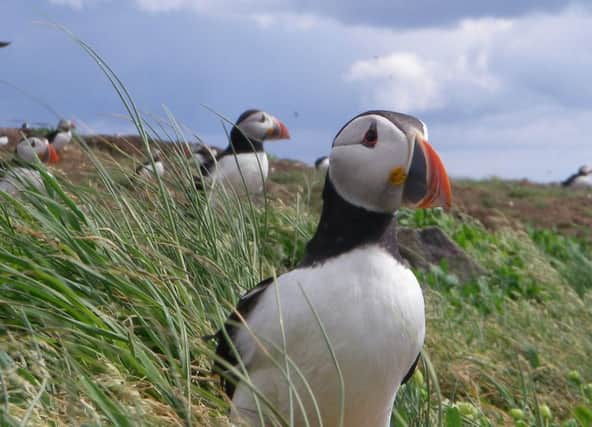 The EU has been committed to the protection of nature. Picture: Davie Steel