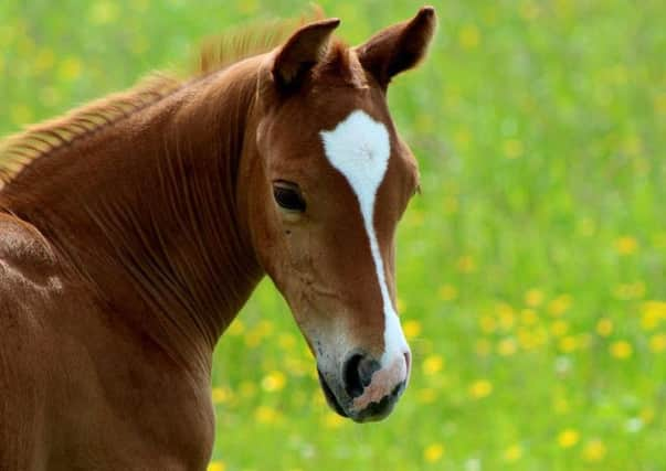 Bodi is just a month old - but already causing a stir with her attitude. PIC Horseback UK.