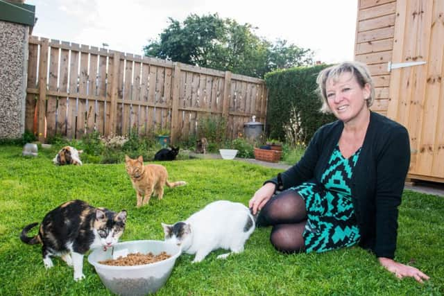 Laura Inglis with some of her 41 cats. Picture: Ian Georgeson