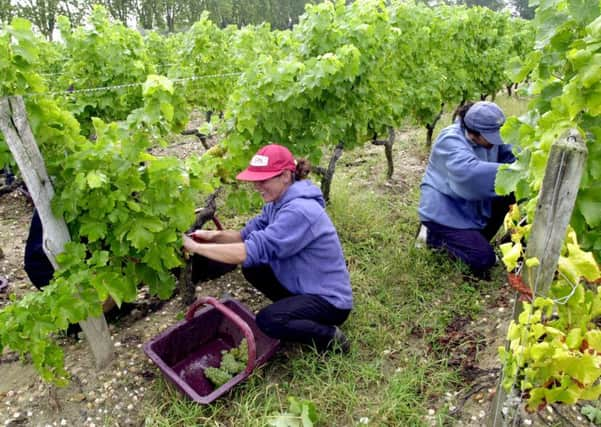 Could Scotland become home to a wine-producing region to rival Bordeaux or Burgundy? Picture: Christophe Ena/AP