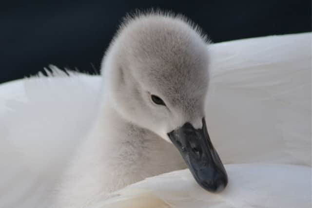 Under 12 winner, Cygnet with Swan, by Seren Waite. Picture: PA