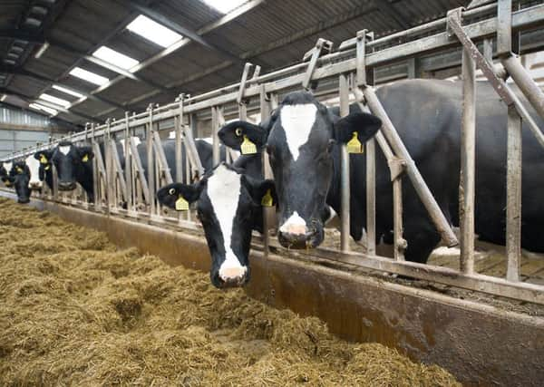 Some of Mackie's cows have been treated to live performances by Scottish country artist Colin Clyne. File picture: John Devlin