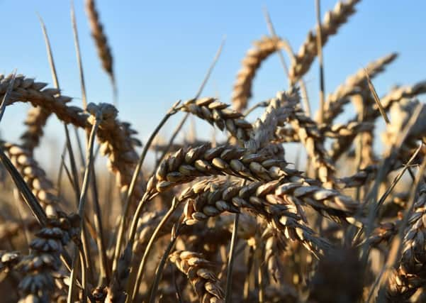 UK growers are reporting harvests are 'average'. Picture: Jean-Francois MonierAFP/Getty Images