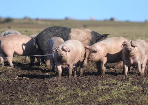 The BVA said vets are 'not alone' in caring where food comes from. Picture: Kimberley Powell