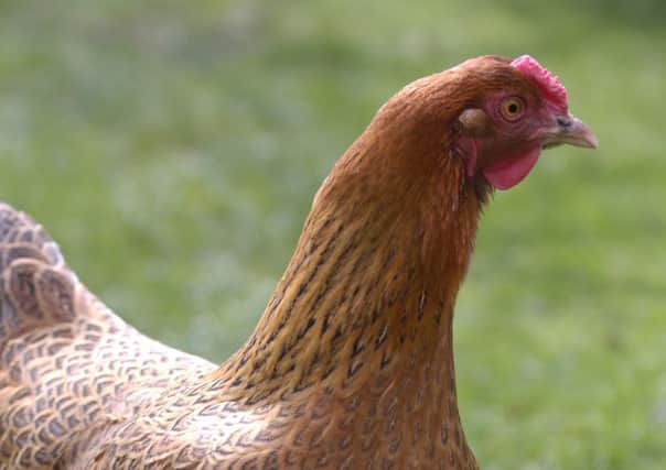 The chicken was found by police in Dundee city centre. Picture: Neil Hanna