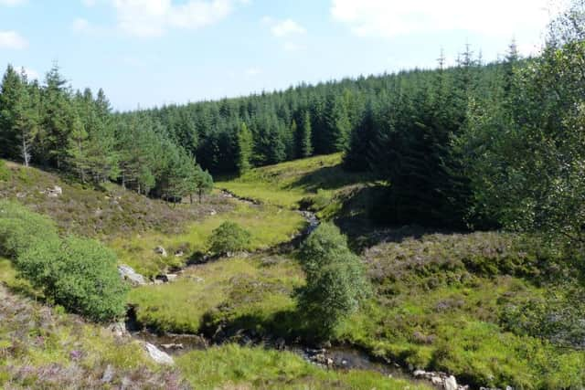 The Moness Forest Estate in Perthshire, Scotland. Picture: SWNS