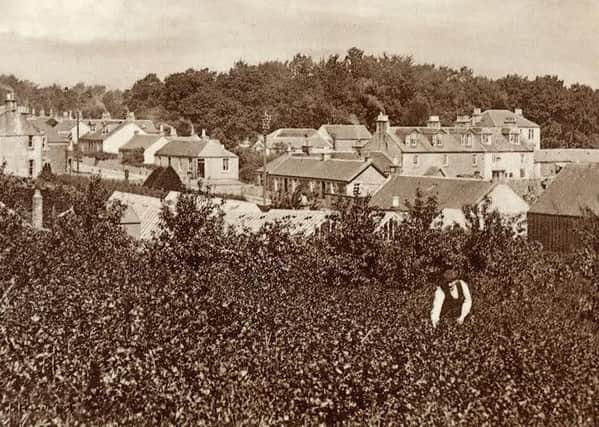 A man picks blackcurrants at Kirkmuirhill in the heart of the Clyde Valley. PIC Thanks to South Lanarkshire Leisure and Culture Libraries and Museums Service.