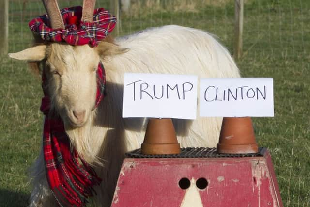 The three-year-old pedigree Golden Guernsey goat has shot to fame predicting the futures of fans at shows around the country. Picture: SWNS