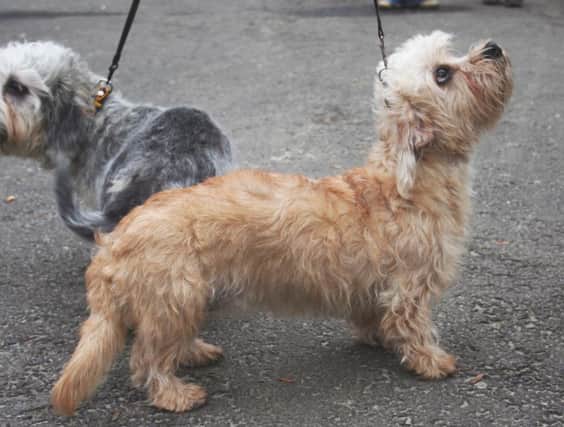 The Dandie Dinmont terrier, which originates in the Scottish Borders, is one of the rarest breeds in the UK. Picture: Wikicommons