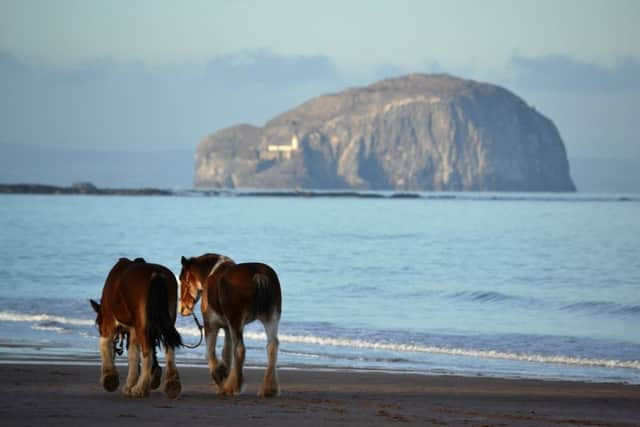 Bass Rock. Picture: submitted