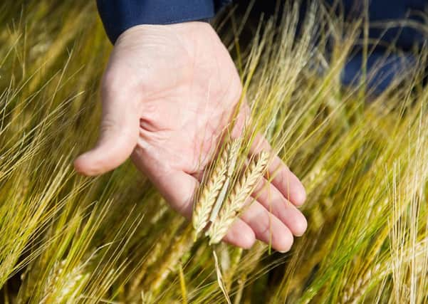 NFU Scotland said the exports success was not being enjoyed by farmers and crofters. Picture: John Devlin