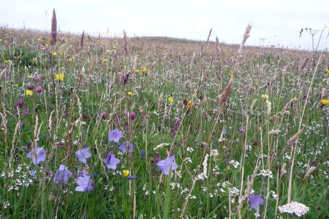 Machair Flowers. Picture: Jon Thomson