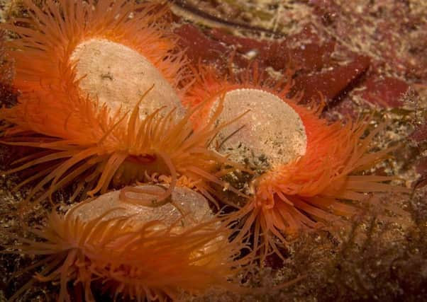 Three Limaria hians on the surface of a flame shell bed. Picture: Graham Saunders/Scottish Natural Heritage /PA Wire.