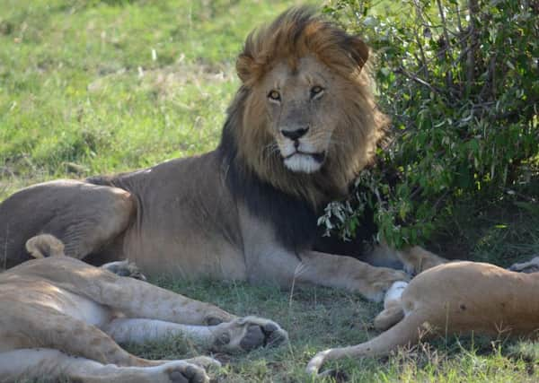 Lions in the Maasai Mara. Picture: Nick Mitchell