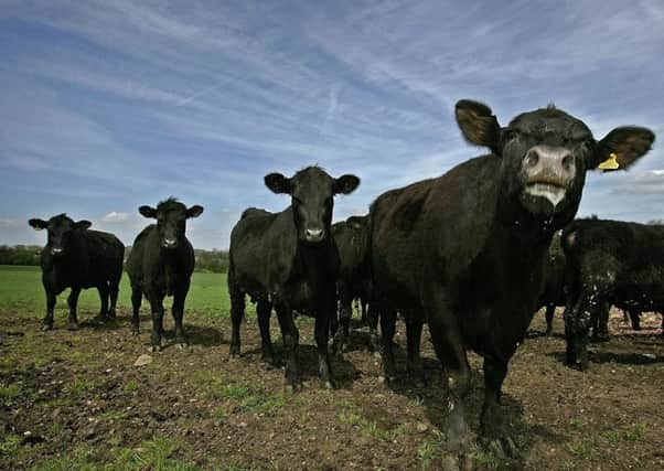 Attendees at Scotland's Beef Event heard mixed views on the efficiency scheme. Picture: Christopher Furlong/Getty Images