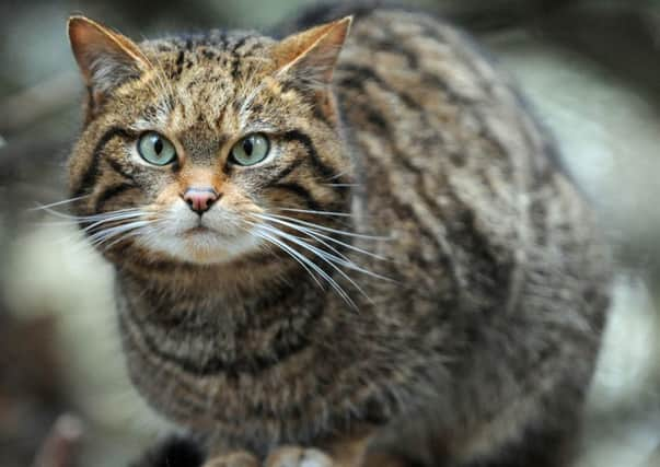 Will our grandchildren be left asking: 'Were there really wildcats in Scotland? Picture Ian Rutherford