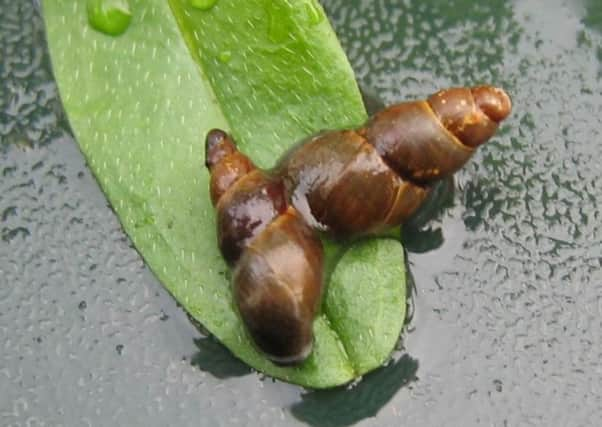 Mud snail. Picture: Buglife