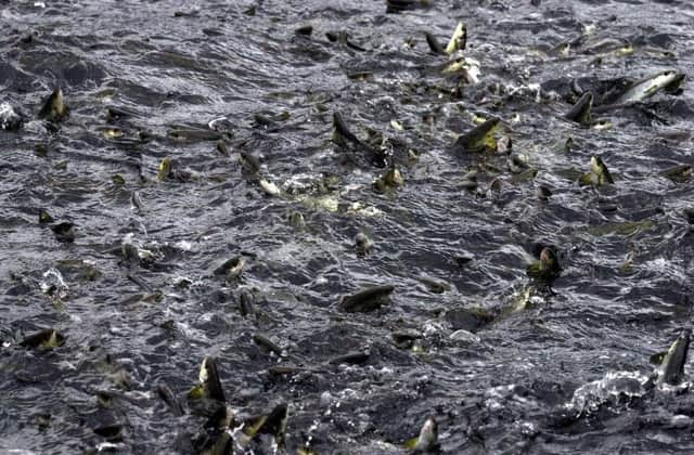 A salmon fish farm in Loch Duich. A Scot's invention could end the practice of more small fish, per kilo, being used to feed farmed salmon than the weight of fish ultimately produced. Picture: Stephen Mansfield