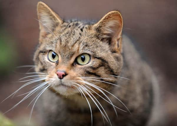 Feral cats present a threat to wildcats by mating with them. Picture: Ian Rutherford