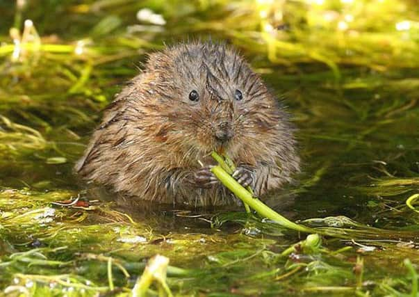 A water vole.