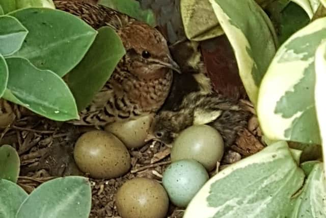 The Asian Quail has been introduced to the Butterfly House. Picture: Landmark/Contributed