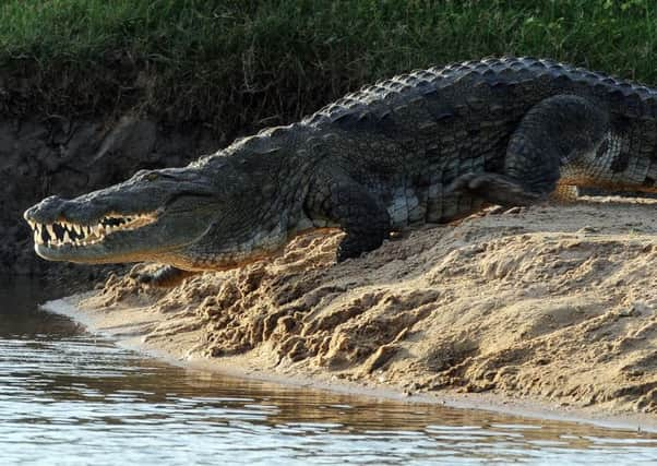 A 24-year-old British journalist, Paul McClean, who is suspected to have been killed by a crocodile. Picture: AFP/Getty Images