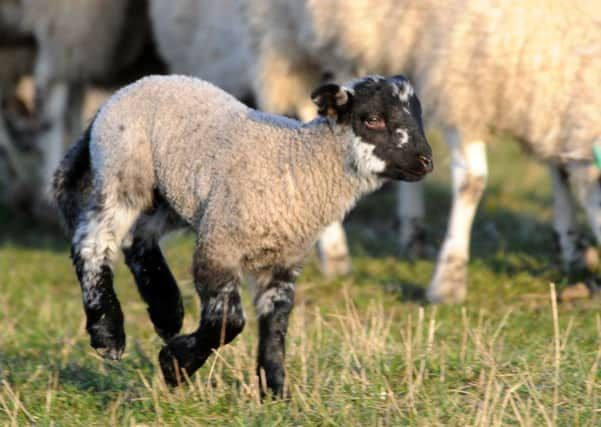 Police said trained dogs were likely to have been used to round up the lambs (like the one pictured) during the raid. Picture: TSPL