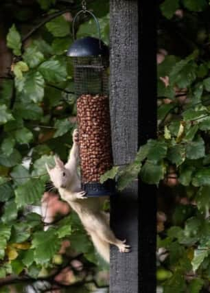 The rare squirrel. Picture: Alan Tough