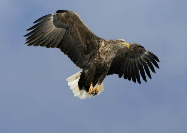 Children can be confused about different views on eagles.